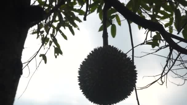 close-up footage of jackfruit hanging on tree in tropical forest