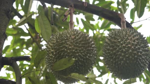 Tropikal Orman Içinde Ağaç Üzerinde Asılı Jackfruits Yakın Çekim Görüntüleri — Stok video