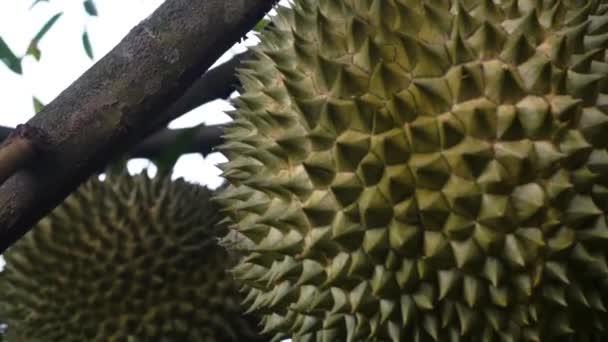 Närbild Bilder Jackfruits Som Hänger Trädet Tropisk Skog — Stockvideo