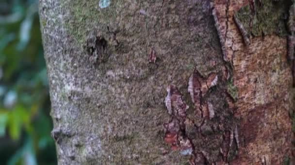 熱帯林の樹皮のアリのクローズアップ映像です — ストック動画
