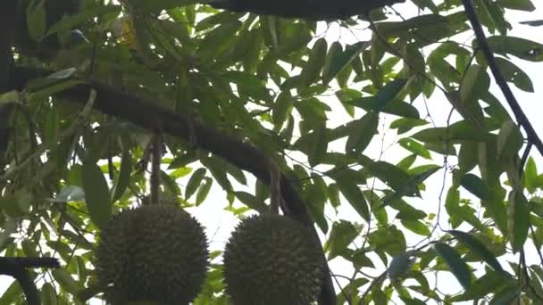 Γκρο Πλαν Πλάνα Από Jackfruits Κρέμεται Δέντρο Στο Τροπικό Δάσος — Αρχείο Βίντεο