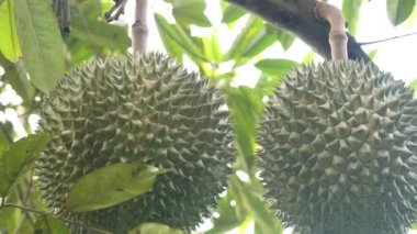tropikal orman içinde ağaç üzerinde asılı jackfruits yakın çekim görüntüleri