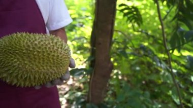 tropik ormanda jackfruit tutan adamın yakın çekim görüntüleri