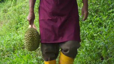 tropik ormanda jackfruit tutan adamın yakın çekim görüntüleri