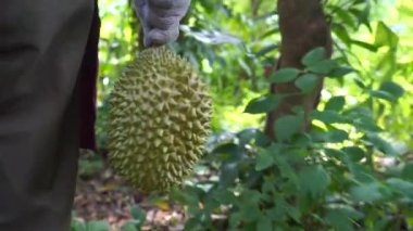 tropik ormanda jackfruit tutan adamın yakın çekim görüntüleri