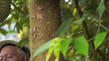 tropikal ormanda ağaçtan jackfruit toplayan adamın yakın çekim görüntüleri
