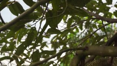tropikal orman içinde ağaç üzerinde asılı jackfruits yakın çekim görüntüleri