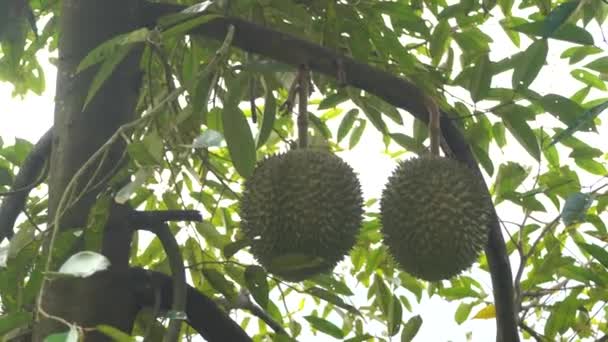 Primer Plano Imágenes Jackfruits Colgando Árbol Bosque Tropical — Vídeos de Stock
