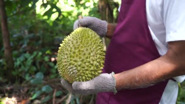 Close Footage Man Holding Jackfruit Tropical Forest — Stock Video