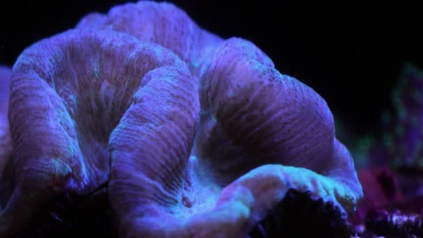 水族馆霓虹灯下珊瑚的特写镜头 — 图库视频影像