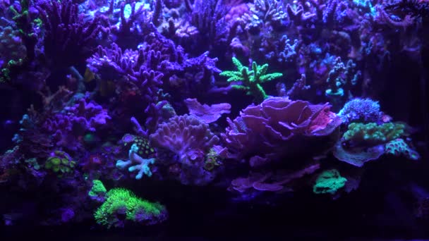 Close Beelden Van Koraal Onder Neonlicht Aquarium — Stockvideo