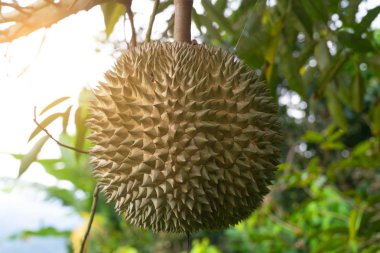 tropikal ormanda ağaç asılı jackfruit yakın çekim