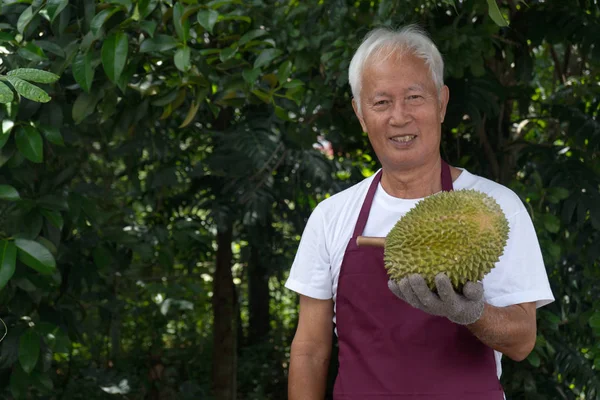 Idősebb Ázsiai Durian Farmer Gazdaságban — Stock Fotó