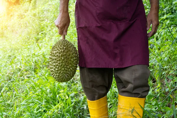 Közeli Felvétel Durian Farmer Gazdaságban — Stock Fotó