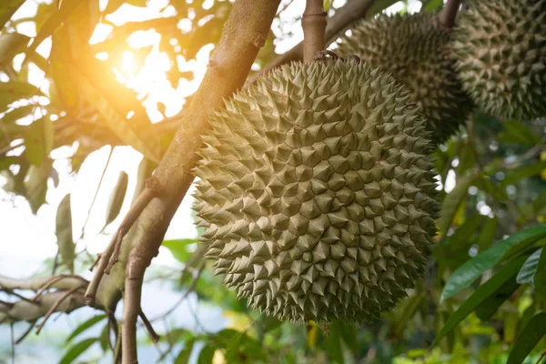 Close Shot Jackfruit Hanging Tree Tropical Forest — Stock Photo, Image