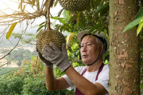 Senior Asian Durian Farmer Farm — Stock Photo, Image