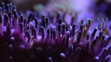 Akvaryumdaki neon ışığın altındaki mercanın yakın çekim görüntüleri.