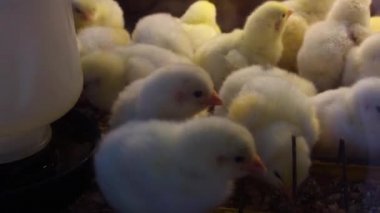 Çiftlikte beslenen küçük civcivlerin yakın çekim görüntüleri.