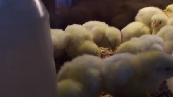 Images Rapprochées Petits Poussins Nourrissant Ferme — Video