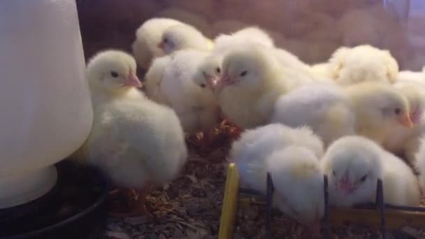 Imágenes Cerca Pequeños Polluelos Alimentándose Granja — Vídeos de Stock