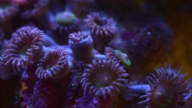 Akvaryumdaki neon ışığın altındaki mercanın yakın çekim görüntüleri.