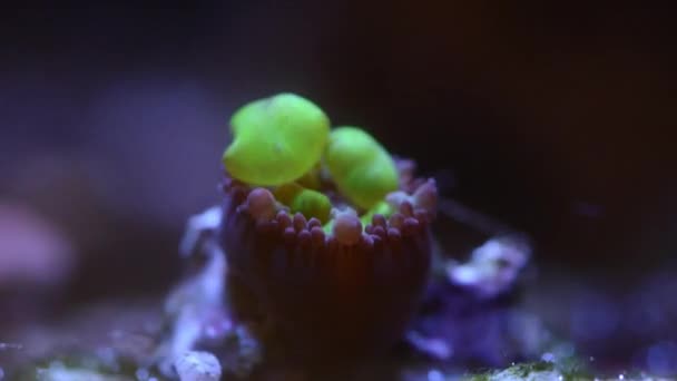 Close Footage Coral Neon Light Aquarium — Stock Video