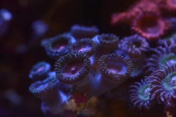 Πλάνα Από Κοντινά Πλάνα Κοραλλιών Κάτω Από Νέον Φως Στο — Αρχείο Βίντεο