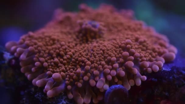 Akvaryumdaki Neon Işığın Altındaki Mercanın Yakın Çekim Görüntüleri — Stok video