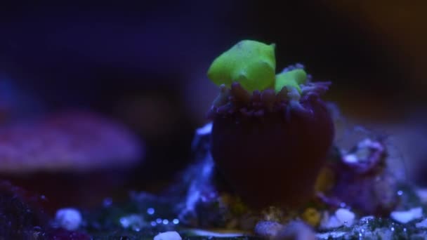 Close Footage Coral Neon Light Aquarium — Stock Video