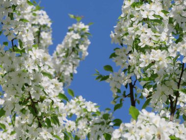 Şu yeni gelişen ağaç dalları beyaz çiçekli