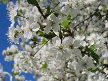 Şu yeni gelişen ağaç dalları beyaz çiçekli