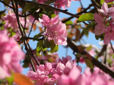 pembe elma ağacı çiçeği ve mavi gökyüzü