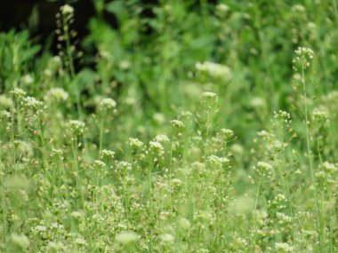 bahar bahçe taze yeşil çim