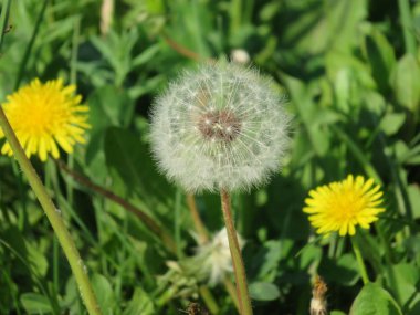 yeşil çim beyaz ve sarı dandelions, yakın çekim