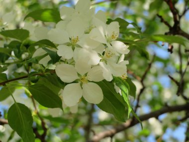 Şu yeni gelişen ağaç dalları beyaz çiçekli