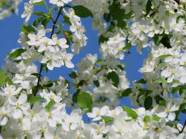 盛开的树枝 白色的花朵 — 图库照片