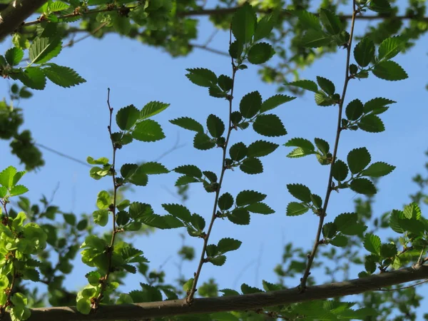 Detailní Záběr Větví Zelenými Listy Proti Modré Obloze — Stock fotografie