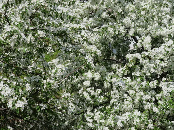 Kwitnące Gałęzie Drzewa Białych Kwiatów — Zdjęcie stockowe