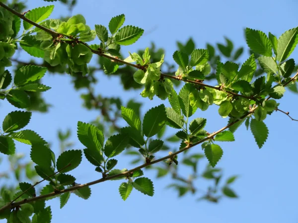 Close Van Takken Met Groene Bladeren Tegen Blauwe Hemel — Stockfoto