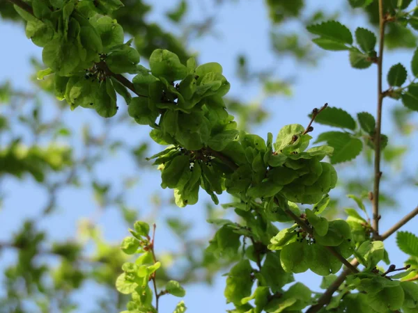 Close Van Takken Met Groene Bladeren Tegen Blauwe Hemel — Stockfoto