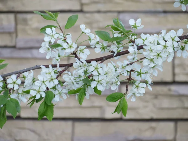 Ramos Árvores Florescentes Com Flores Brancas — Fotografia de Stock