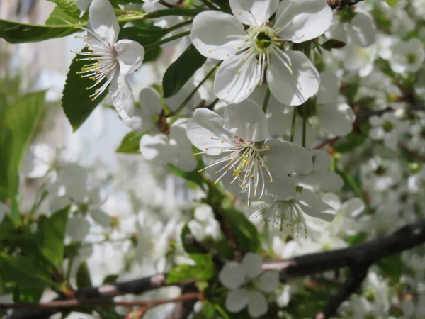 Ramos Árvores Florescentes Com Flores Brancas — Fotografia de Stock