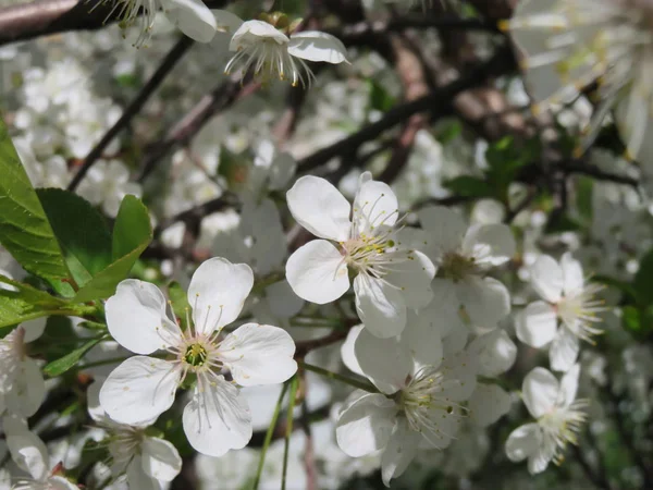 Blommande Trädgrenar Med Vita Blommor — Stockfoto