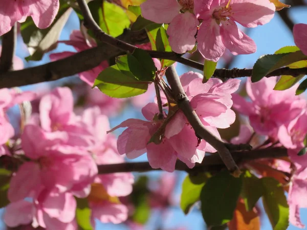 Růžové Jablko Strom Květ Modrá Obloha — Stock fotografie