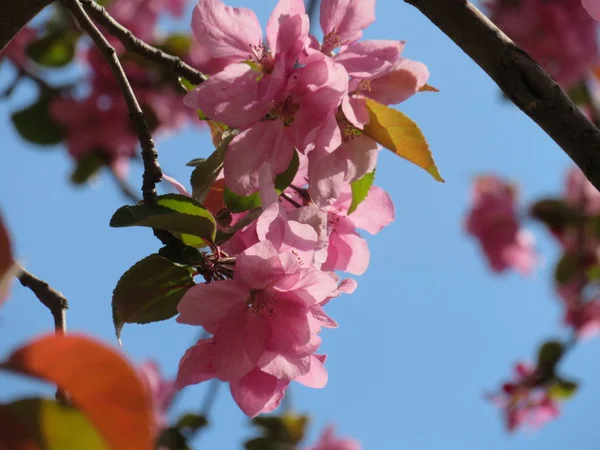 Růžové Jablko Strom Květ Modrá Obloha — Stock fotografie