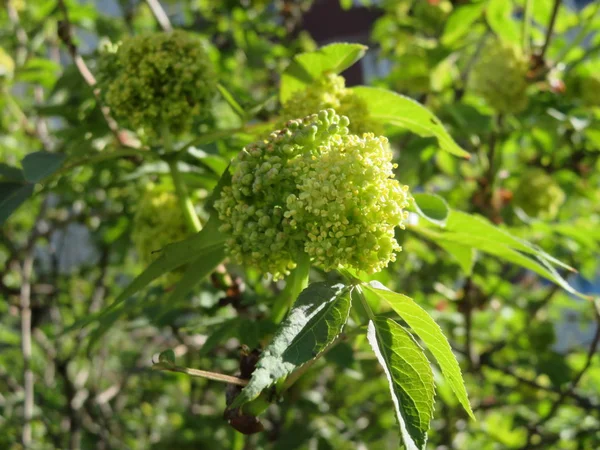 Close Fresh Green Leaves Trees — Stock Photo, Image