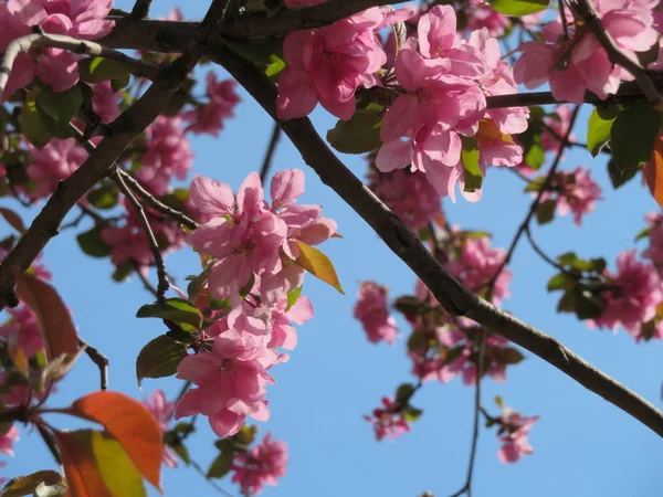 Różowy Apple Drzewo Kwiat Niebieski Niebo — Zdjęcie stockowe