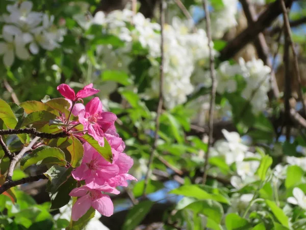 ピンク アップル ツリーの花と青空 — ストック写真
