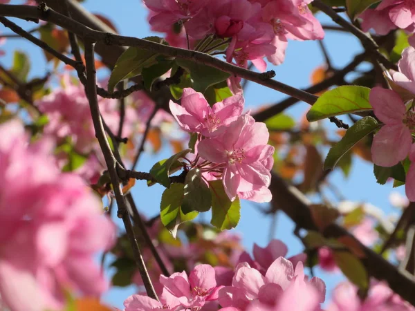 Rosa Apple Tree Blossom Och Blå Himmel — Stockfoto