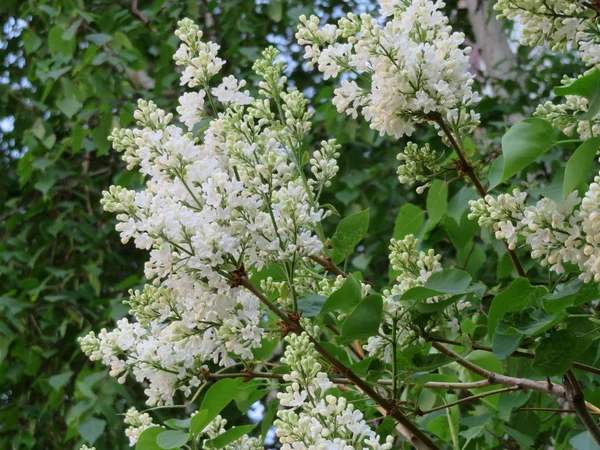 Close White Flowers Green Leaves Blossoming Trees — Stock Photo, Image